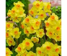 Narcizai "Cornish Dawn" - 200 vnt.