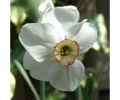Narcizai "Dreamlight" - 20 vnt.