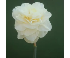 Narcizai "Easter Born" - 5 vnt.