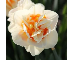 Narcizai "Flower Parade" - 50 vnt.