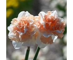 Narcizai "Flower Surprise" - 10 vnt.