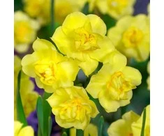 Narcizai "Geltona Cheerfulness" - 20 vnt.
