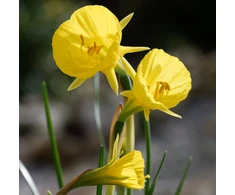 Narcizai "Golden Bells" - 20 vnt.