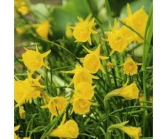 Narcizai "Golden Bells" - 20 vnt.