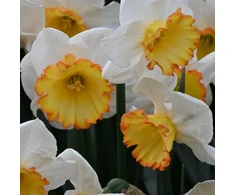 Narcizai "Hawaiian Skies" - 50 vnt.