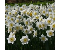 Narcizai "Ice Follies" - 50 vnt.