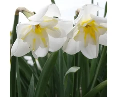 Narcizai "Lemon Beauty" - 5 vnt.
