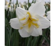 Narcizai "Lemon Beauty" - 50 vnt.