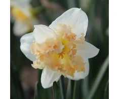 Narcizai "Palmares" - 50 vnt.