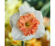 Narcizai "Precocious" - 50 vnt.