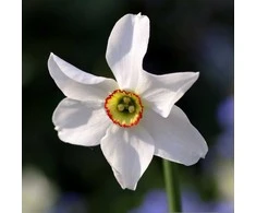 Narcizai senoviniai poetiniai "Pheasant's Eye" - 20 vnt.