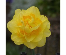Narcizai "Sherborne" - 5 vnt.