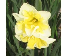 Narcizai "Smilling Twin" - 5 vnt.