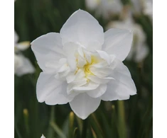 Narcizai "Snowball" - 50 vnt.