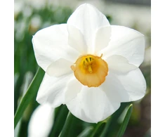 Narcizai "Sophie Girl" - 50 vnt.