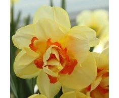Narcizai "Tahiti" - 20 vnt.