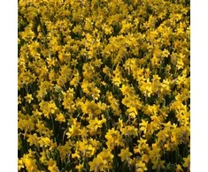 Narcizai "Tete-a-tete" - 50 vnt.