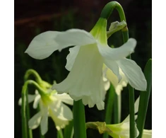 Narcizai "W.P. Milner" - 5 vnt.