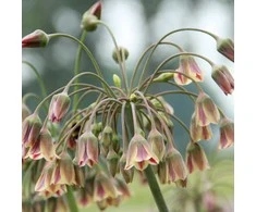 Nectaroscordum siculum - 50 vnt.