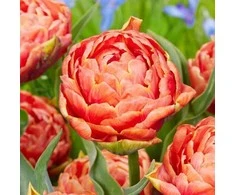 Orange Bijūninė tulpė "Oranžinis Flavour" - 5 vnt.
