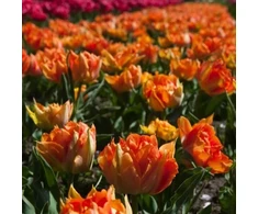 Orange Bijūninė tulpė "Oranžinis Princess" - 5 vnt.