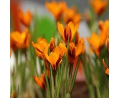Orange Krokai "Oranžinis Monarch" - 10 vnt.