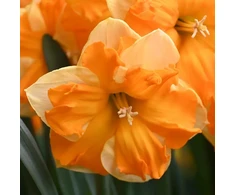 Orange Narcizai "Outright Oranžinis" - 50 vnt.
