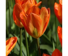 Orange Tulpė „Oranžinis Emperor“ - 10 vnt.
