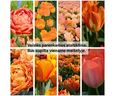 Oranžinių tulpių derinys - 5 vnt.