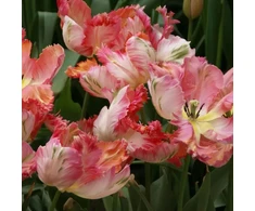 Papūginė tulpė „Apricot Parrot“ - 50 vnt.