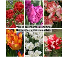 Papūginių tulpių derinys - 20 vnt.