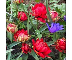 Pilnavidurė botaninė tulpė "Samantha" - 5 vnt.