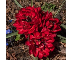 Pilnavidurė botaninė tulpė "Samantha" - 5 vnt.