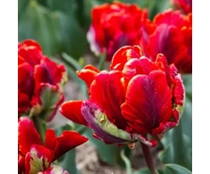 Pilnavidurė papūginė tulpė "Rococo Double" - 5 vnt.