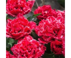 Pilnavidurė šerkšnotoji tulpė "Bendigo" - 20 vnt.