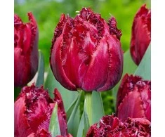 Pilnavidurė šerkšnotoji tulpė "Cranberry thistle" - 50 vnt.