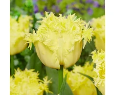 Pilnavidurė šerkšnotoji tulpė "Lemon Shoot" - 5 vnt.