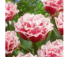 Pilnavidurė šerkšnotoji tulpė "Queensland" - 50 vnt.