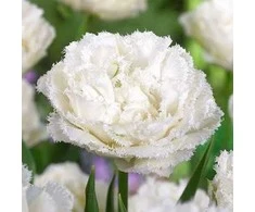 Pilnavidurė šerkšnotoji tulpė „Snow Crystal - 20 vnt.