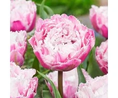 Pilnavidurė šerkšnotoji tulpė "Sugar Crystal" - 50 vnt.