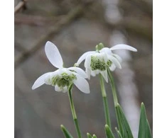 Pilnavidurės snieguolės "Flore Pleno" - 5 vnt.