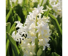 Pilnaviduris hiacintas "Snow Crystal" - 10 vnt.