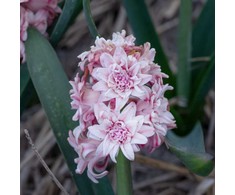 Pilnaviduris hiacintas "Spring Beauty" - 5 vnt.