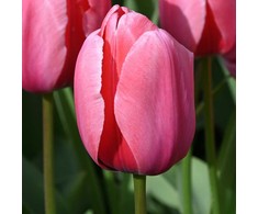 Pink Tulpė Darvino "Rožinė Impression" - 50 vnt.