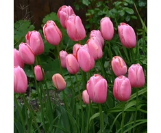 Pink Tulpė Darvino "Rožinė Impression" - 50 vnt.