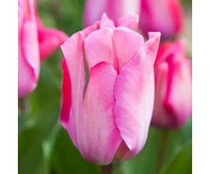 Pink Tulpė Darvino "Rožinė sound" - 50 vnt.