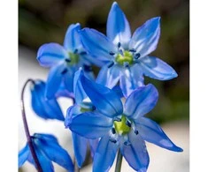 Scylės Siberica - 500 vnt.