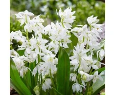 Scylės Siberica alba - 1000 vnt.