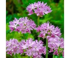 Smulkiažiedis česnakas "Unifolium" - 50 vnt.