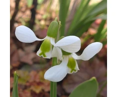 Snieguolės "Beluga" - 5 vnt.
